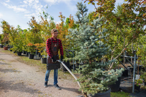 Trusted Grant, MI Tree Removal Experts